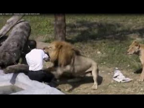 This man tried to enter the lion's cage, but see what happened to him +18