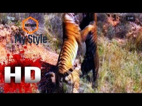 Tiger Vs Tiger Animal Fight Death