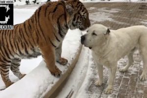 Tiger and Alabai dog (Compilation #1)
