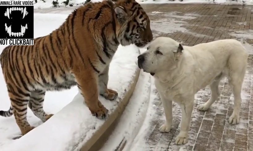 Tiger and Alabai dog (Compilation #1)