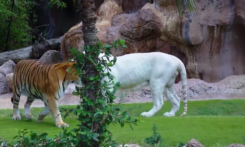 Tiger attack tiger - Animal fights - Rare white tiger vs tiger Easy fight