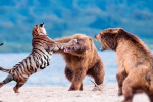Tiger vs Bear - Wild animal fights