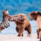 Tiger vs Bear - Wild animal fights