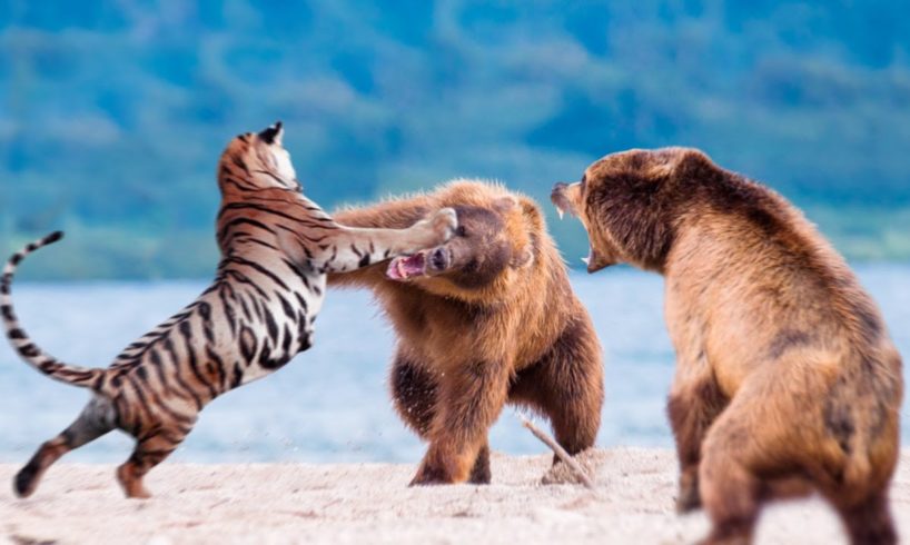 Tiger vs Bear - Wild animal fights