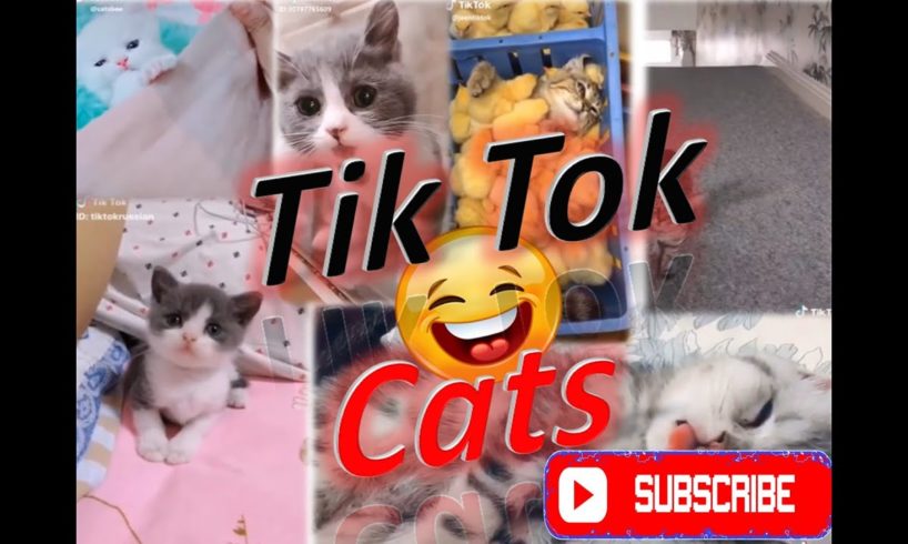 Tik Tok Cats ✪ Funny & Cute Pets Video Compilation