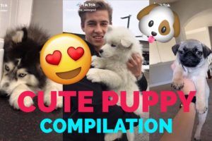 TikTok Cute Puppy? | Cutest Puppies | TikTok Compilation 2020