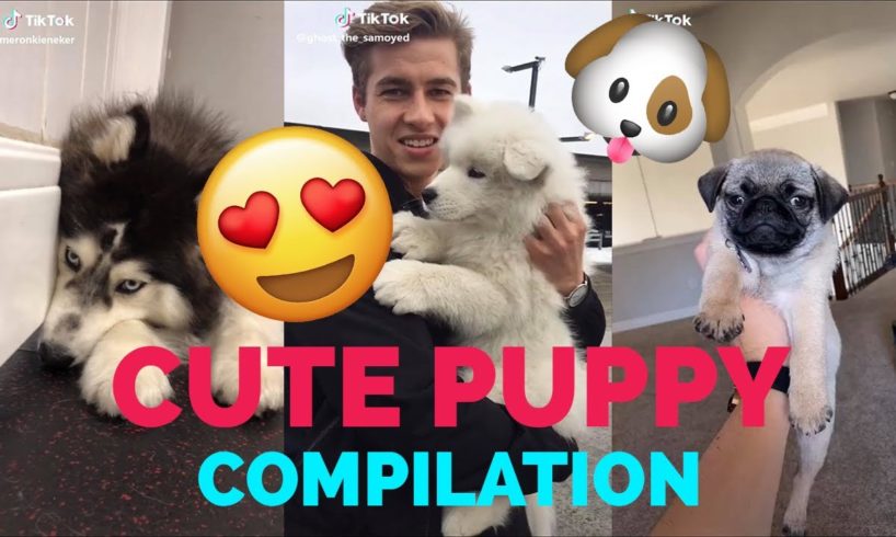 TikTok Cute Puppy? | Cutest Puppies | TikTok Compilation 2020