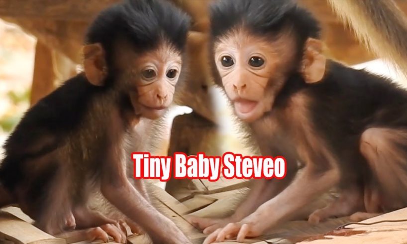 Tiny Baby animals, Cute Baby Steveo Trying To Learn Toddler Walking