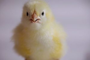 Tiny Chick Hatches From Its Egg