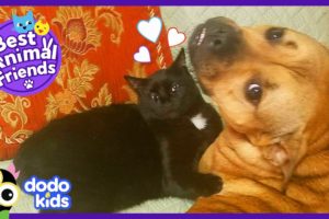 Tiny Kitten Is The Boss Of Her Big Dog Family | Animal Videos For Kids | Dodo Kids