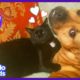 Tiny Kitten Is The Boss Of Her Big Dog Family | Animal Videos For Kids | Dodo Kids