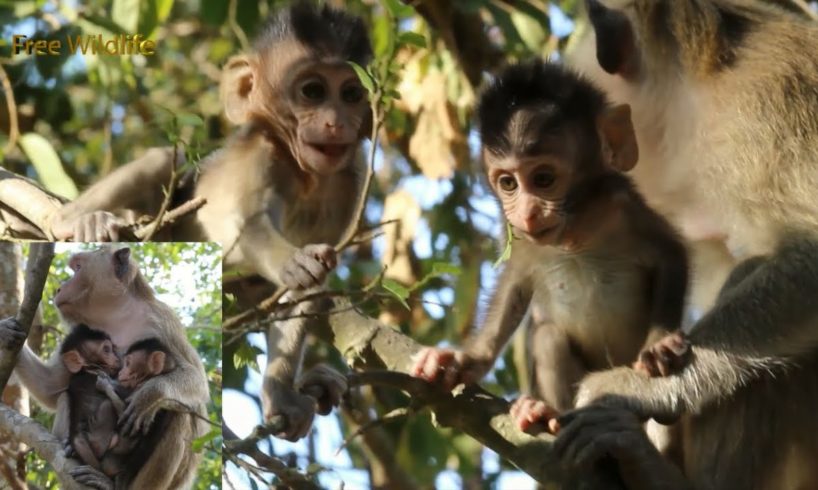 Today, Moy and Pee are so cute, they are playing on the sick tree together, so cute