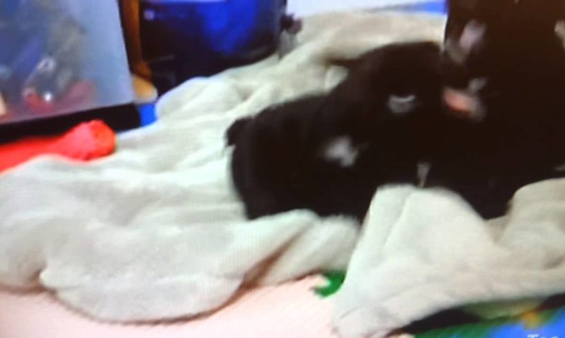 Too Cute French Bulldog Puppies