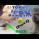 Top 10 Animals Being Sick Part 2 (Animals Throwing Up - Turtles Cats Dog snake Puking)