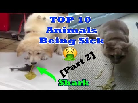 Top 10 Animals Being Sick Part 2 (Animals Throwing Up - Turtles Cats Dog snake Puking)