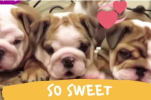 Top 10 Compilation 2020 Cutest English BullDog Puppies