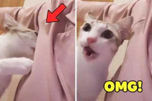 Top 100 Dogs And Cats Reaction When They Smell Strange ?Pets Paws Video 2020
