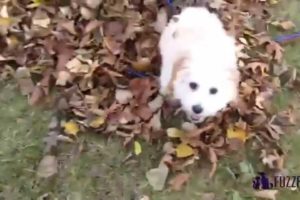 Top 20 Cutest Puppies Having Fun 2015