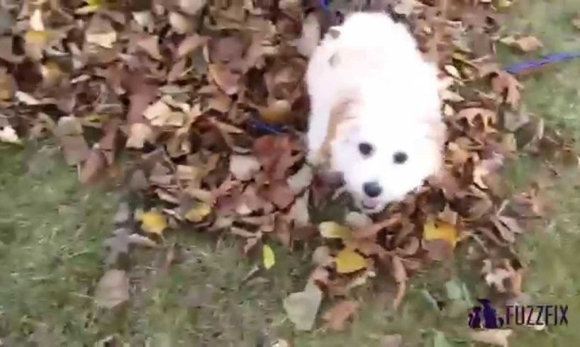Top 20 Cutest Puppies Having Fun 2015