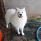 Top Cute Fluffy Samoyed Dog Videos #38 | Cute Pet Cute Puppies Compilations | Bony Samoyed