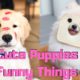 ♥Top Cute Puppies & Cutest Dogs [ Doing Funny Things] 2020 ♥ #10