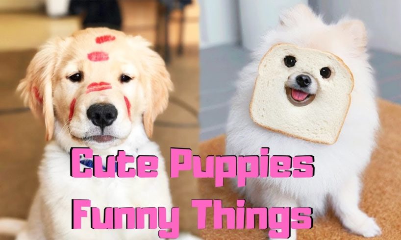 ♥Top Cute Puppies & Cutest Dogs [ Doing Funny Things] 2020 ♥ #10