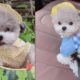 ?Top Funny And Cute?Cute Puppies Doing Funny Things 2020?Puppies Fashion | #16 | Aha TV