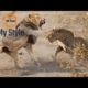 Top Wild Animal Fights 2020 - Mother Elephant Protect Her Baby From Wild Dogs - Aminals Attack