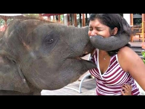 Try Not To Laugh Animals -  Funny Animal and Human Fails Videos 2020