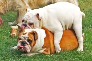 Try Not To Laugh - Cute English BullDog Videos - Awesome Funny Pets Compilation