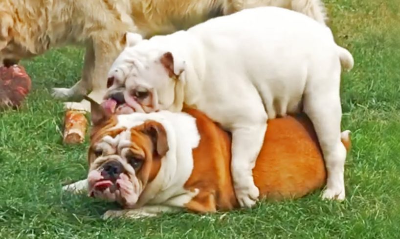 Try Not To Laugh - Cute English BullDog Videos - Awesome Funny Pets Compilation
