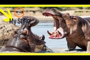 Turf War Lions and Hippos-National Geographic Wild Animals Fights Documentary