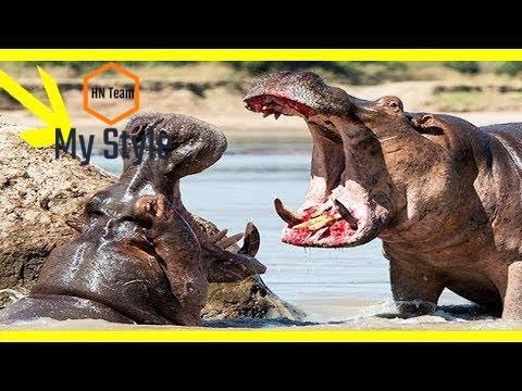 Turf War Lions and Hippos-National Geographic Wild Animals Fights Documentary