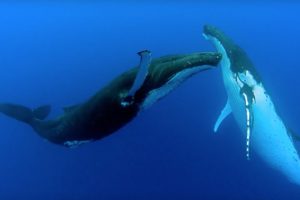 Two Beautiful Humpback Whales Dance | Animal Attraction | BBC Earth