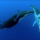 Two Beautiful Humpback Whales Dance | Animal Attraction | BBC Earth