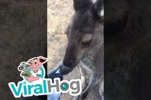 Two Rescued Animals Have a Moment || ViralHog