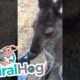 Two Rescued Animals Have a Moment || ViralHog