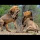 Two_Lions_Fight_to_See_Who's_King!
