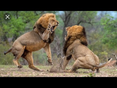 Two_Lions_Fight_to_See_Who's_King!