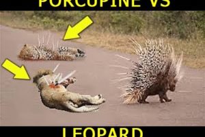 Unbelievable!!! Porcupine Afraid - Leopard Attacks Porcupine - Poison Can Kill Big Cat