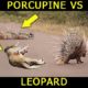 Unbelievable!!! Porcupine Afraid - Leopard Attacks Porcupine - Poison Can Kill Big Cat