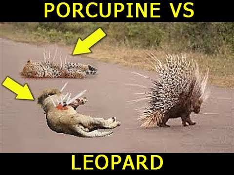 Unbelievable!!! Porcupine Afraid - Leopard Attacks Porcupine - Poison Can Kill Big Cat