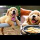 UteCute puppies doing funny things 2020? # 5 | The animals are very cute