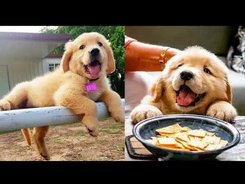 UteCute puppies doing funny things 2020? # 5 | The animals are very cute