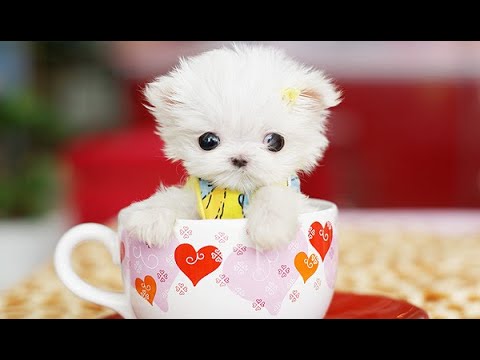 Very Cute Puppies Video Compliation