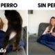 Vida con perro vs. vida sin perro | El Dodo