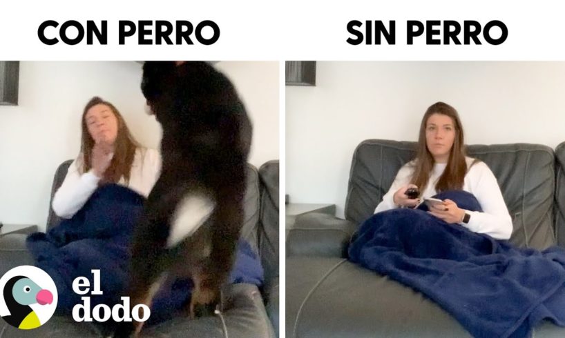 Vida con perro vs. vida sin perro | El Dodo