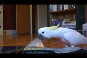 WOW! Guitar Playing parrot - funny pet bird cockatoo video!
