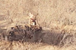 Warthog fights against wild dogs