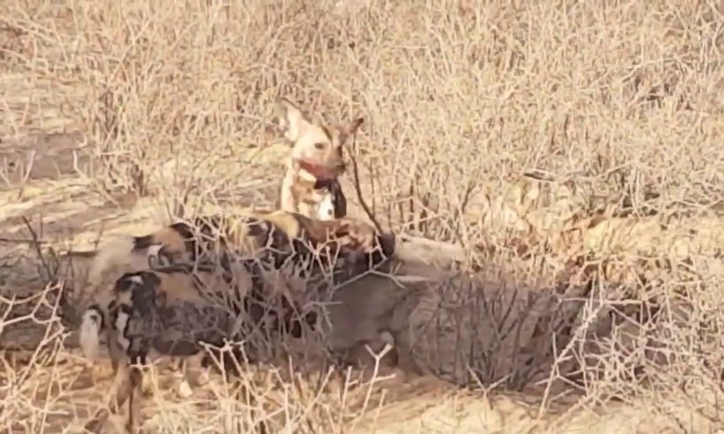 Warthog fights against wild dogs